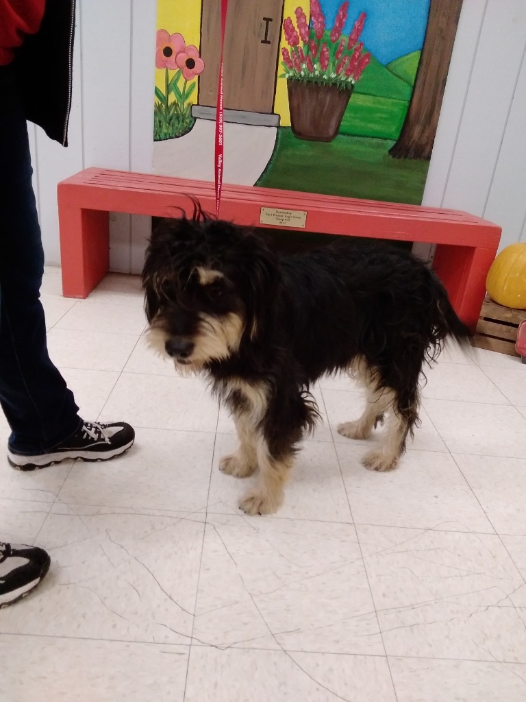 MALLORY (Maggie), an adoptable Terrier in Lemoore, CA, 93245 | Photo Image 2