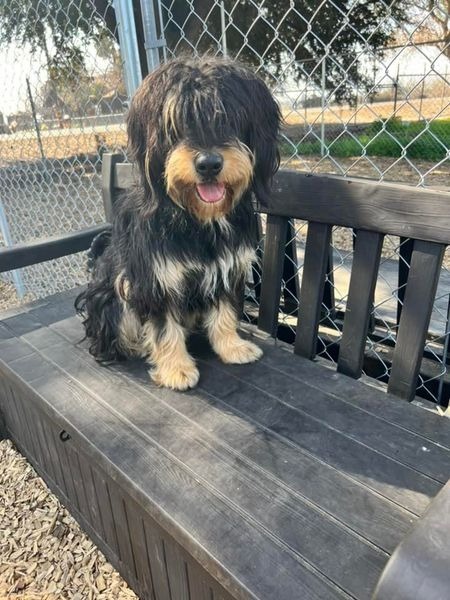 MALLORY (Maggie), an adoptable Terrier in Lemoore, CA, 93245 | Photo Image 3