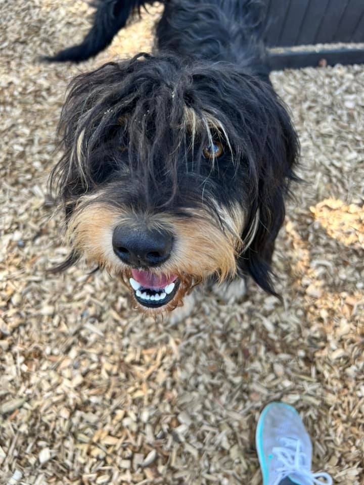 MALLORY (Maggie), an adoptable Terrier in Lemoore, CA, 93245 | Photo Image 4
