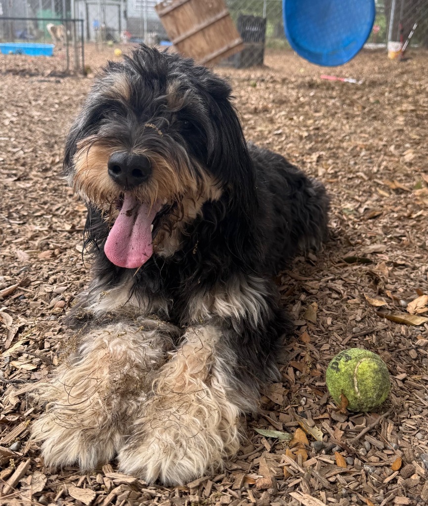 MALLORY (Maggie), an adoptable Terrier in Lemoore, CA, 93245 | Photo Image 5