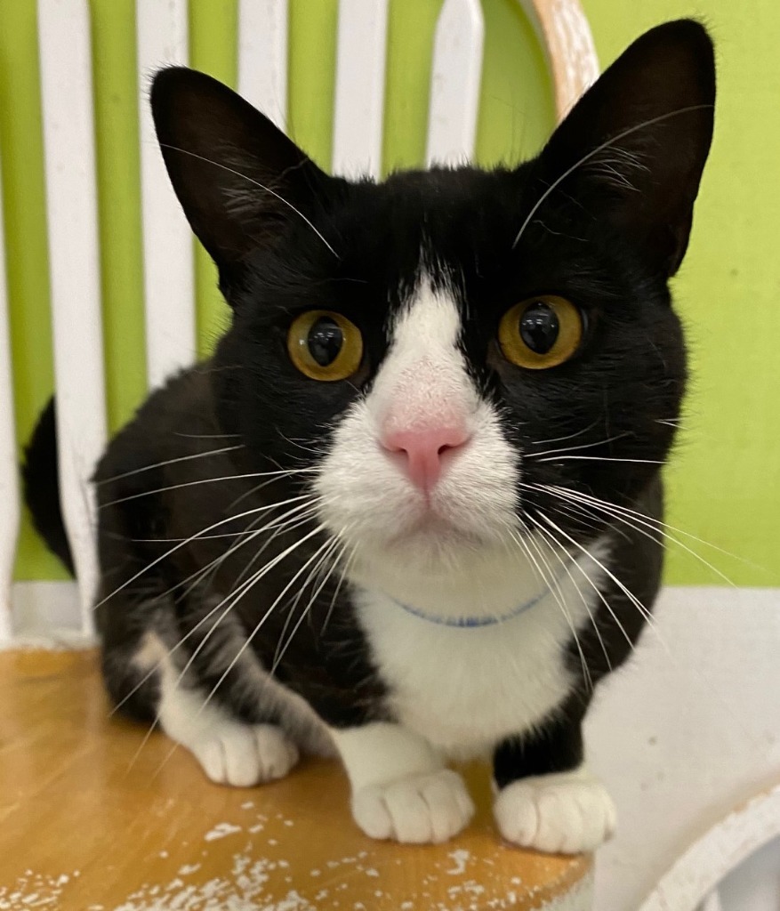 TWINKIE, an adoptable Domestic Short Hair in Lemoore, CA, 93245 | Photo Image 1