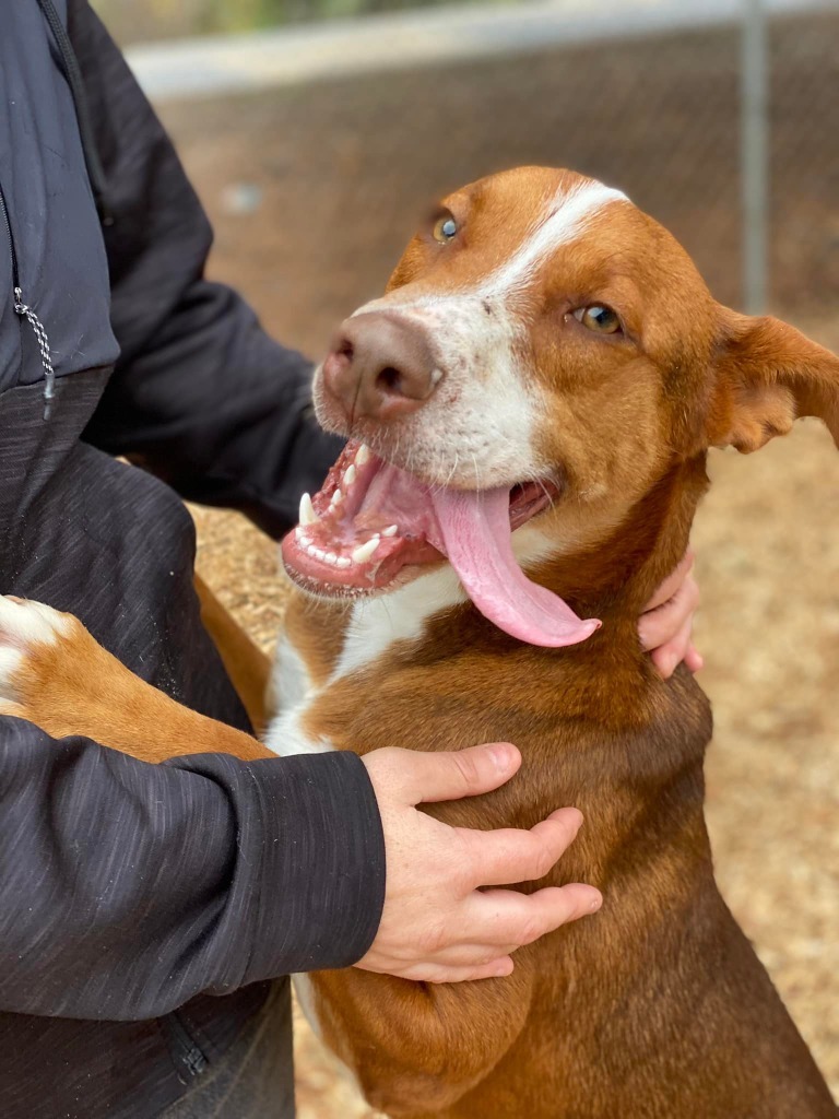 Orono, an adoptable Cattle Dog in Lemoore, CA, 93245 | Photo Image 1