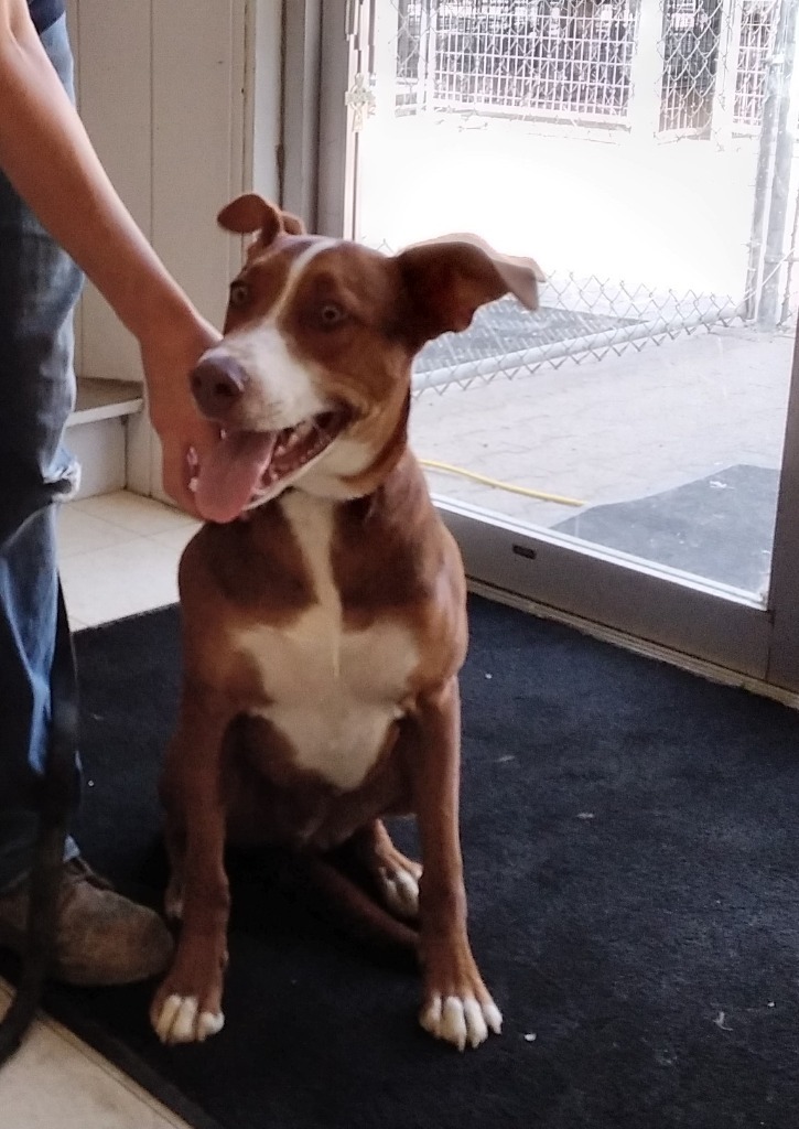 Orono, an adoptable Cattle Dog in Lemoore, CA, 93245 | Photo Image 2