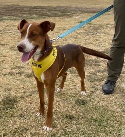 Orono, an adoptable Cattle Dog in Lemoore, CA, 93245 | Photo Image 3