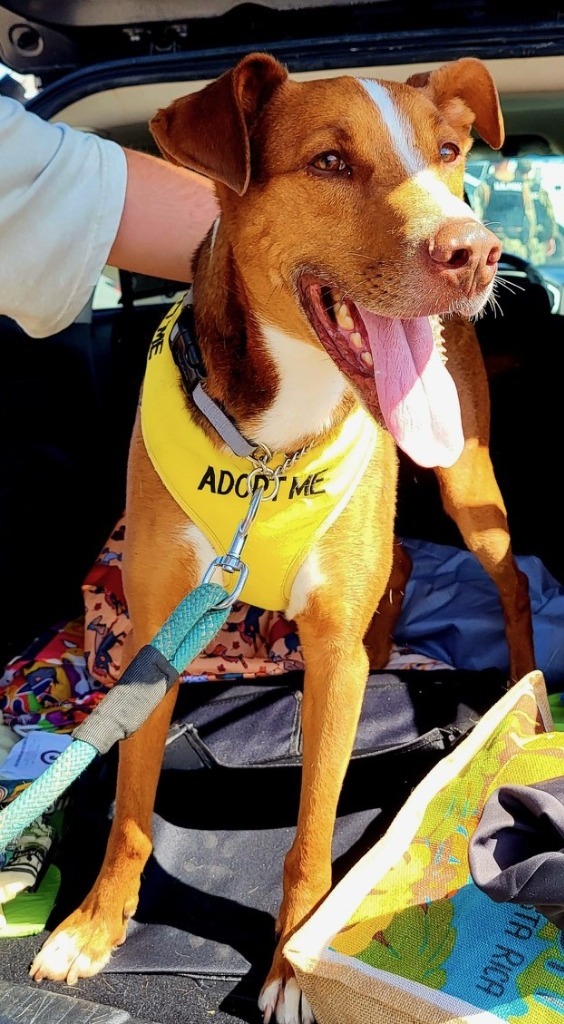 Orono, an adoptable Cattle Dog in Lemoore, CA, 93245 | Photo Image 4