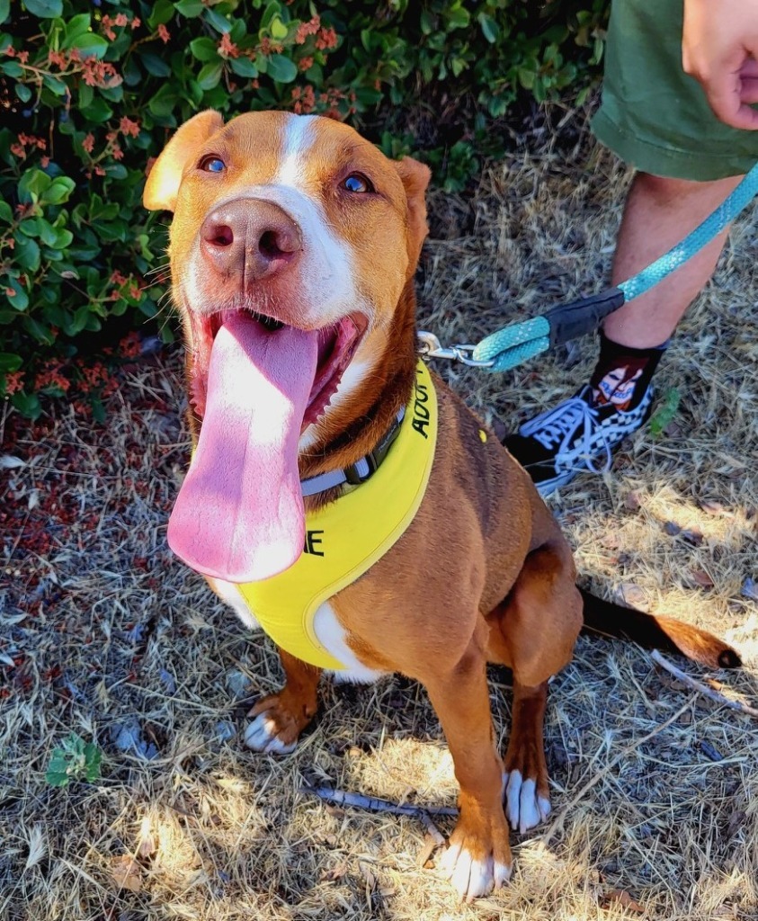 Orono, an adoptable Cattle Dog in Lemoore, CA, 93245 | Photo Image 5