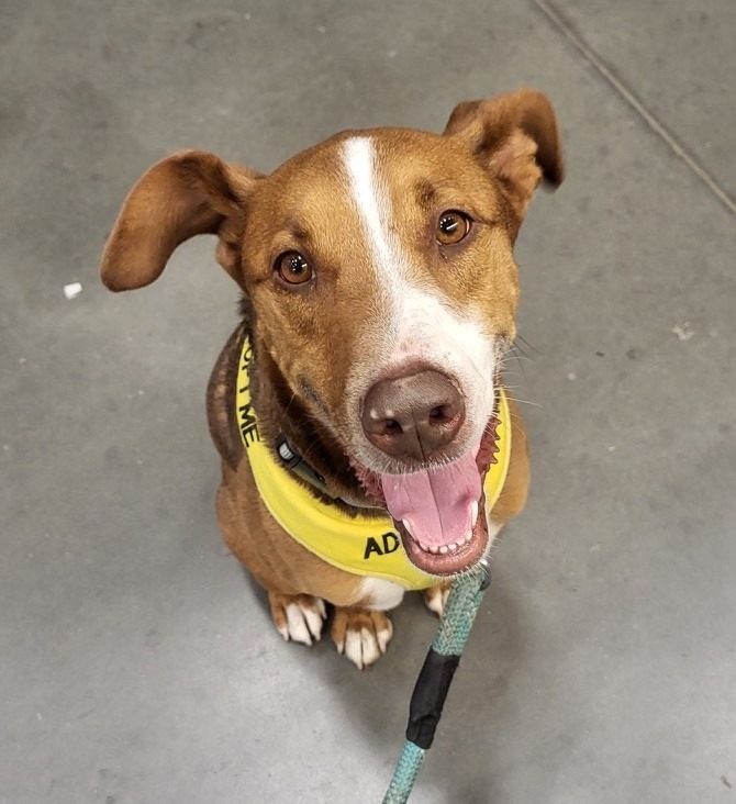 Orono, an adoptable Cattle Dog in Lemoore, CA, 93245 | Photo Image 6