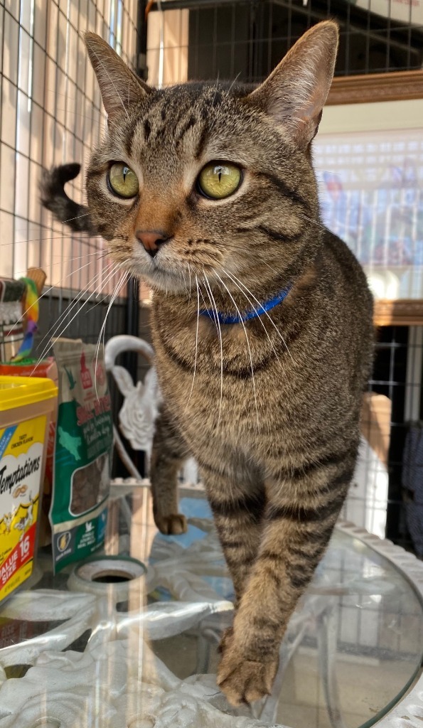 LOUIS, an adoptable Domestic Short Hair in Lemoore, CA, 93245 | Photo Image 1