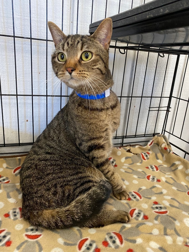 LOUIS, an adoptable Domestic Short Hair in Lemoore, CA, 93245 | Photo Image 2