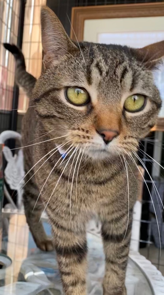 LOUIS, an adoptable Domestic Short Hair in Lemoore, CA, 93245 | Photo Image 3