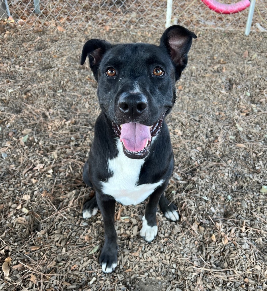 Autumn, an adoptable Border Collie, Mixed Breed in Lemoore, CA, 93245 | Photo Image 1