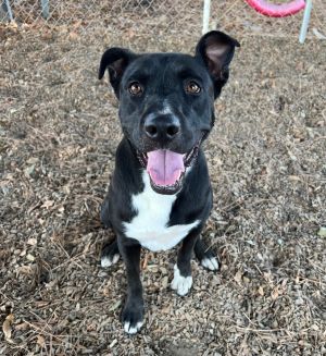 Autumn, Adult Female Border Collie