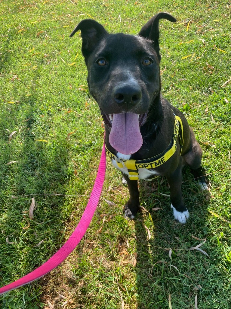 Autumn, an adoptable Border Collie, Mixed Breed in Lemoore, CA, 93245 | Photo Image 2