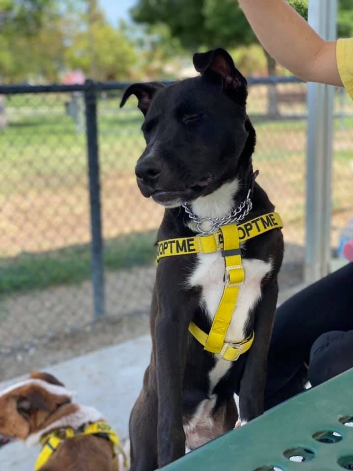 Autumn, an adoptable Border Collie, Mixed Breed in Lemoore, CA, 93245 | Photo Image 3