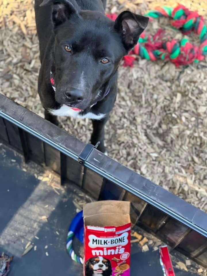 Autumn, an adoptable Border Collie, Mixed Breed in Lemoore, CA, 93245 | Photo Image 4