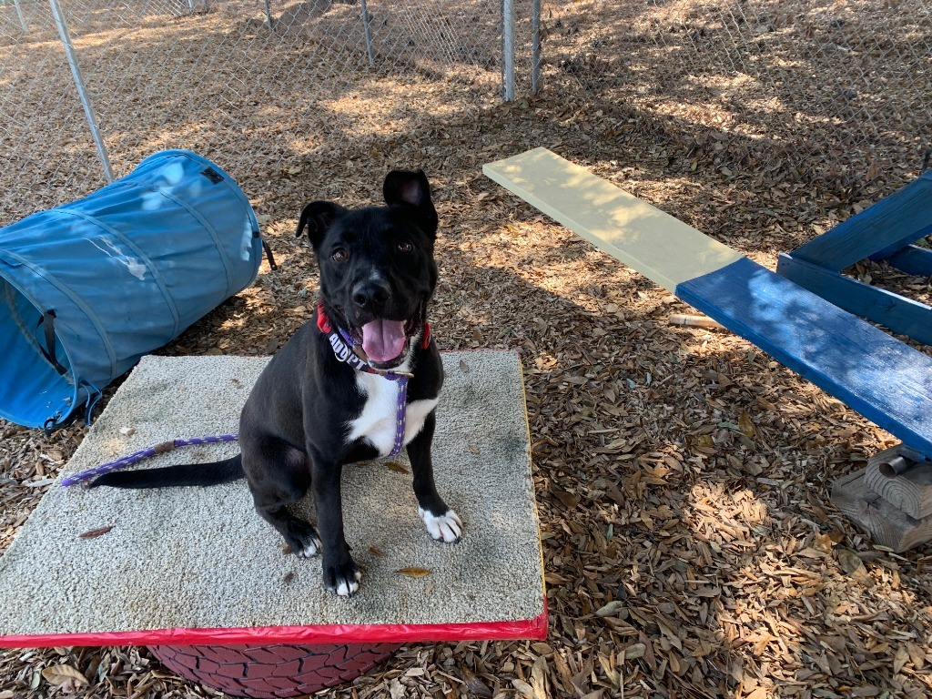 Autumn, an adoptable Border Collie, Mixed Breed in Lemoore, CA, 93245 | Photo Image 5