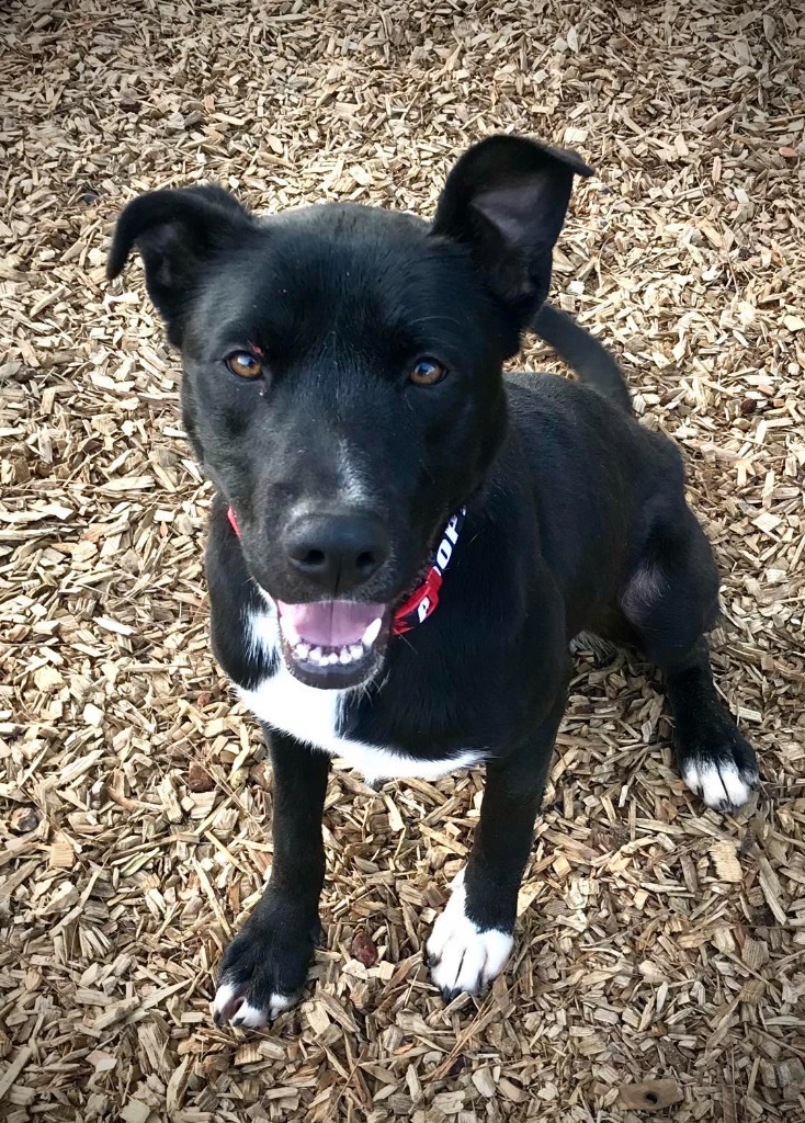 Autumn, an adoptable Border Collie, Mixed Breed in Lemoore, CA, 93245 | Photo Image 6