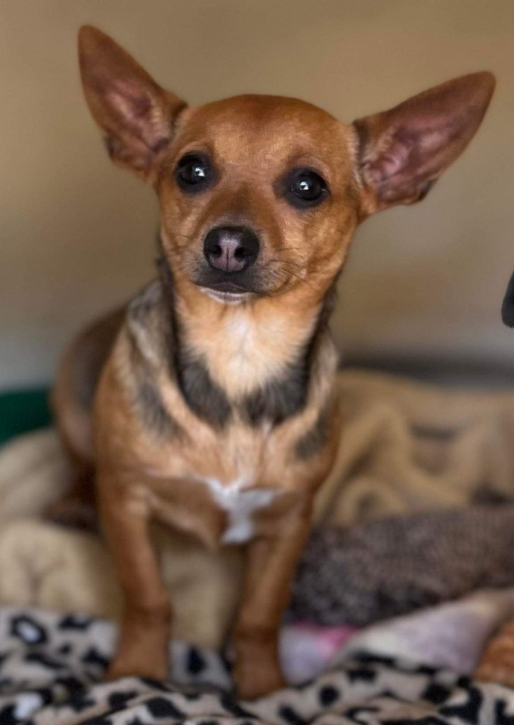 WREN, an adoptable Terrier, Mixed Breed in Lemoore, CA, 93245 | Photo Image 1