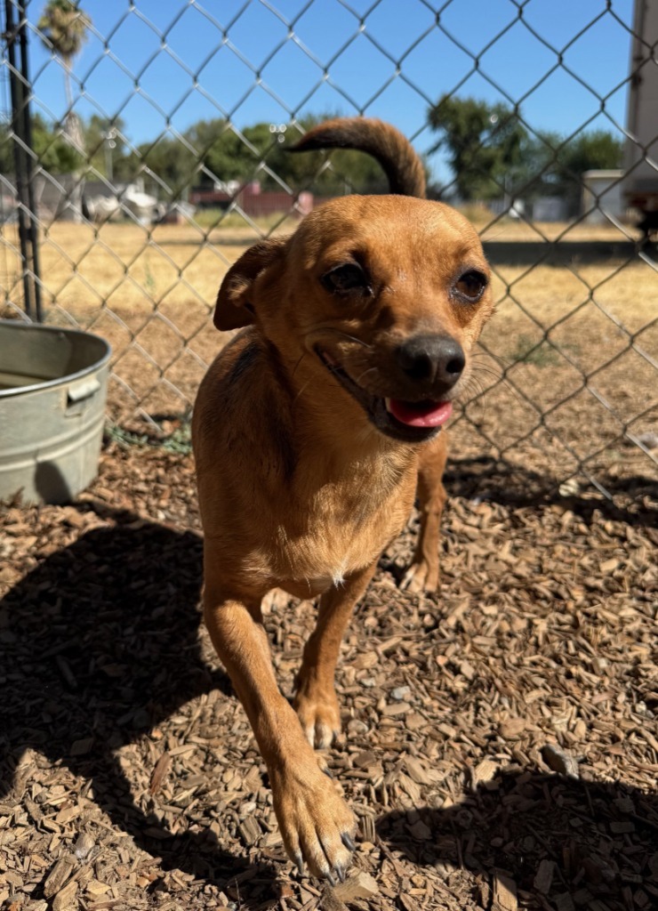 WREN, an adoptable Terrier, Mixed Breed in Lemoore, CA, 93245 | Photo Image 1