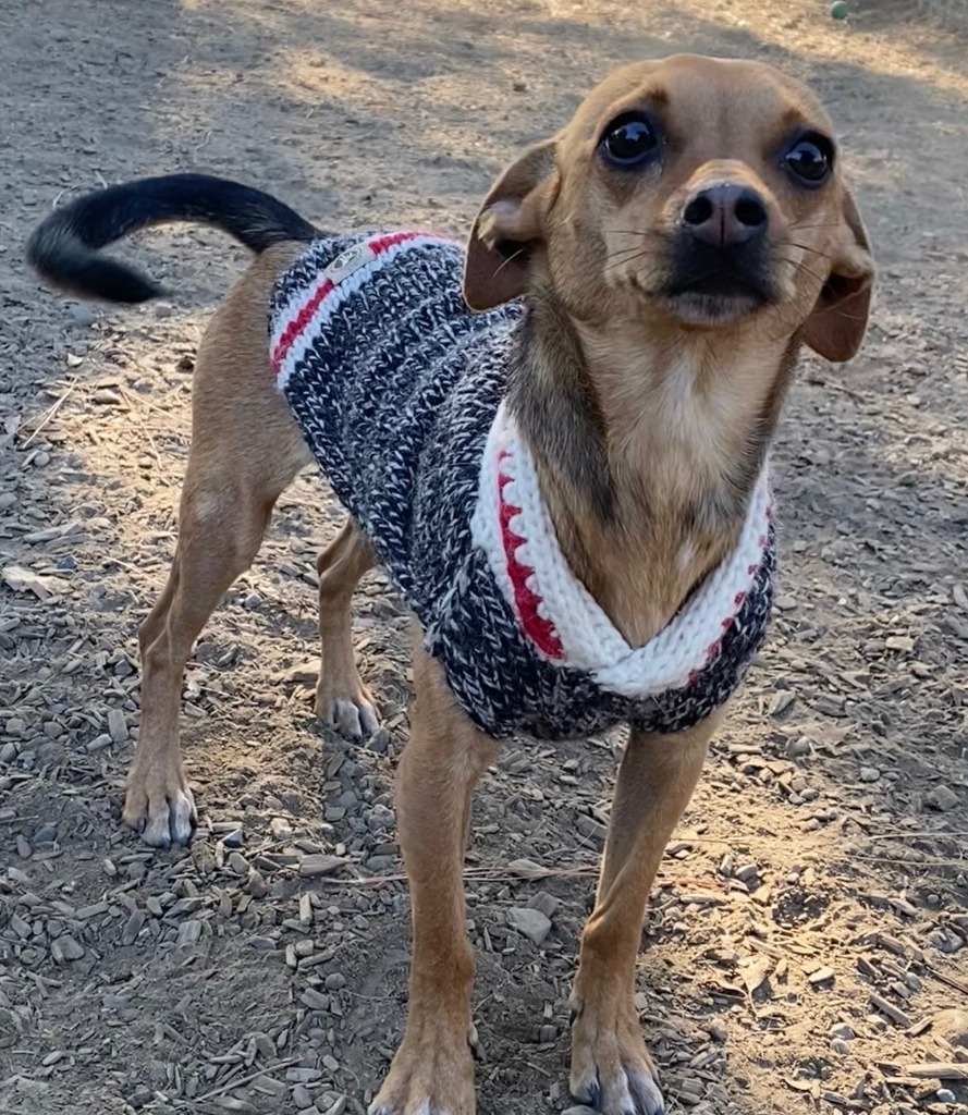 WREN, an adoptable Terrier, Mixed Breed in Lemoore, CA, 93245 | Photo Image 2