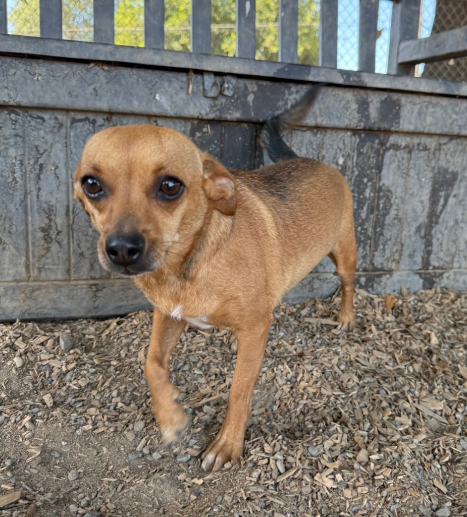 WREN, an adoptable Terrier, Mixed Breed in Lemoore, CA, 93245 | Photo Image 4