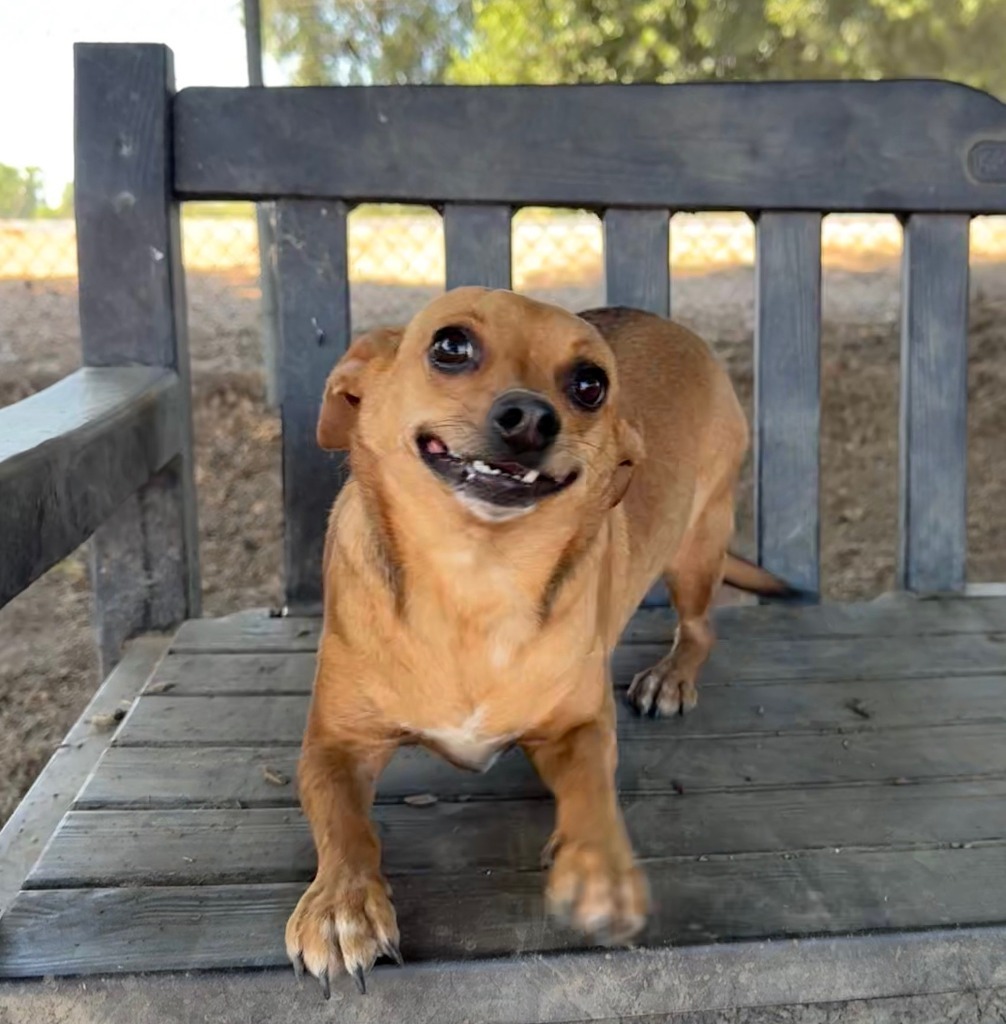 WREN, an adoptable Terrier, Mixed Breed in Lemoore, CA, 93245 | Photo Image 5