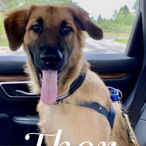 Thor, an adoptable German Shepherd Dog in Rockville, MD_image-1