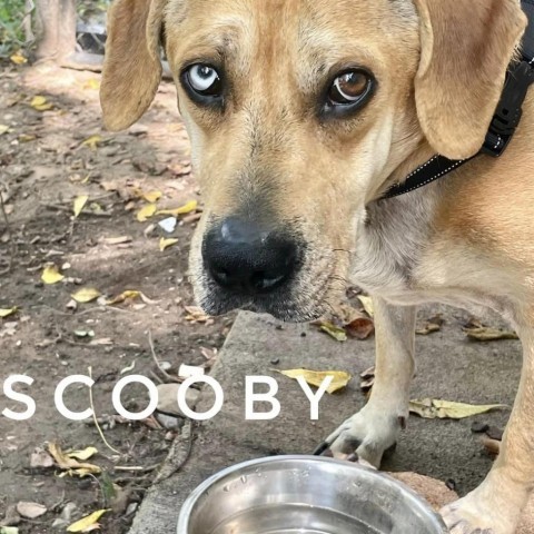 Scooby, an adoptable Labrador Retriever & Boxer Mix in Rockville, MD_image-1