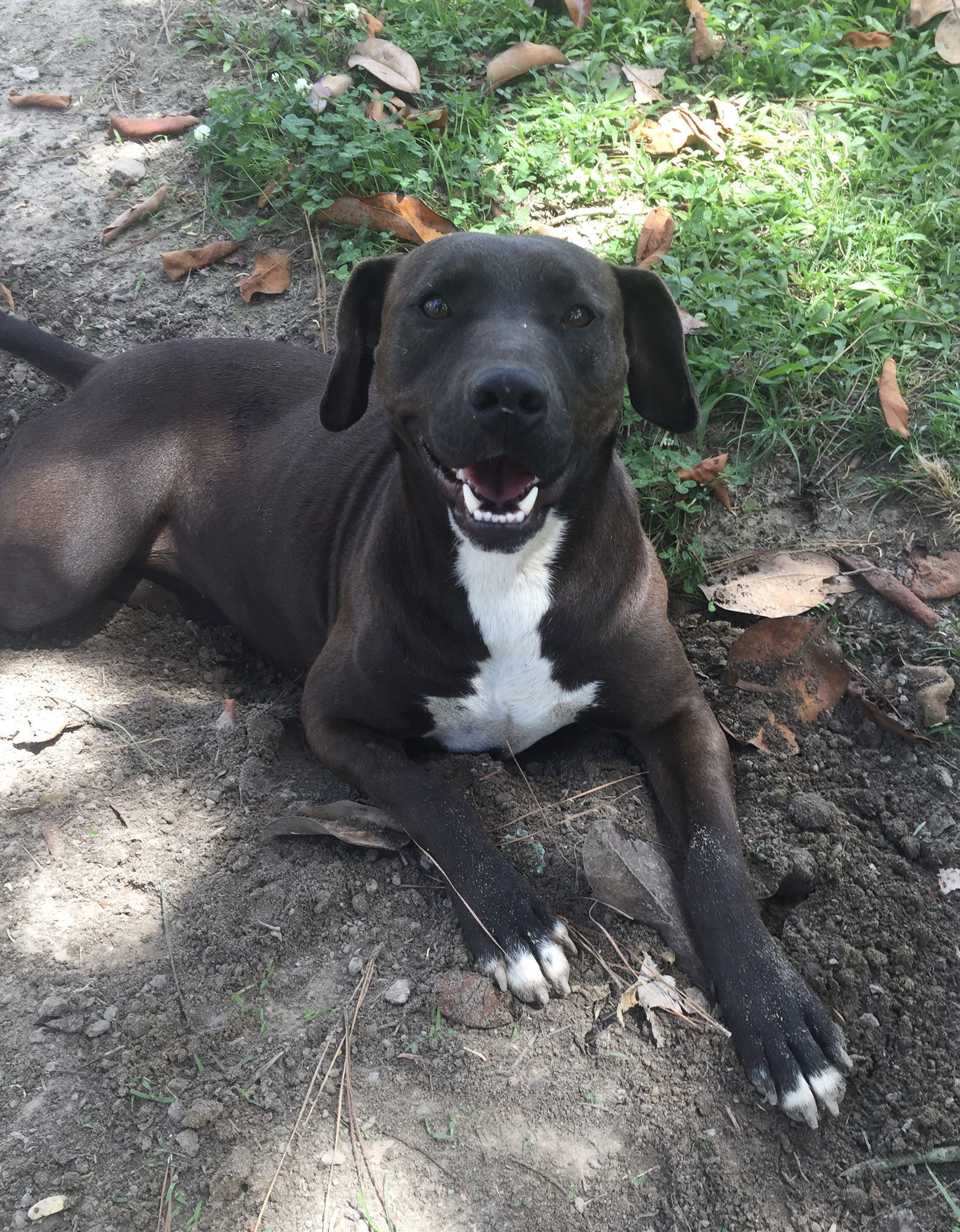 Libby, an adoptable Labrador Retriever in Slidell, LA, 70469 | Photo Image 1