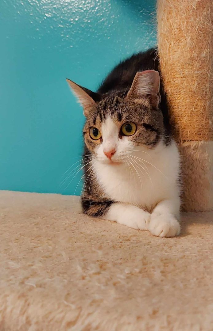 Buttons, an adoptable Domestic Short Hair in Largo, FL_image-2