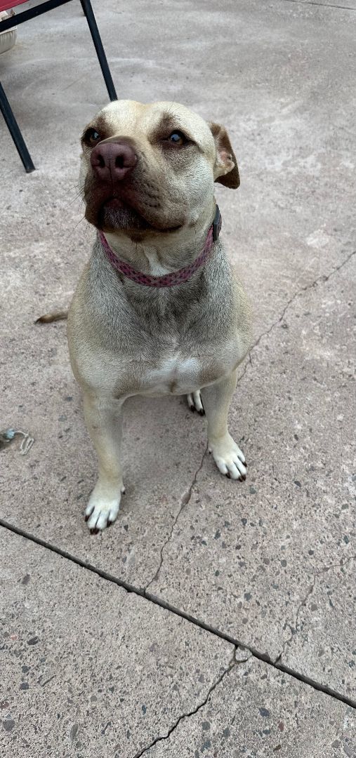 Persia, an adoptable American Staffordshire Terrier in Ontonagon, MI, 49953 | Photo Image 1