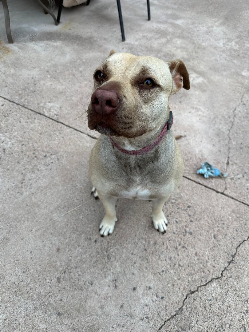 Persia, an adoptable American Staffordshire Terrier in Ontonagon, MI, 49953 | Photo Image 2