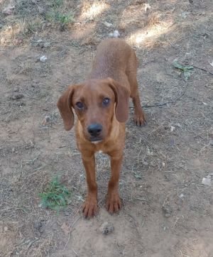 Irish coonhound 2024