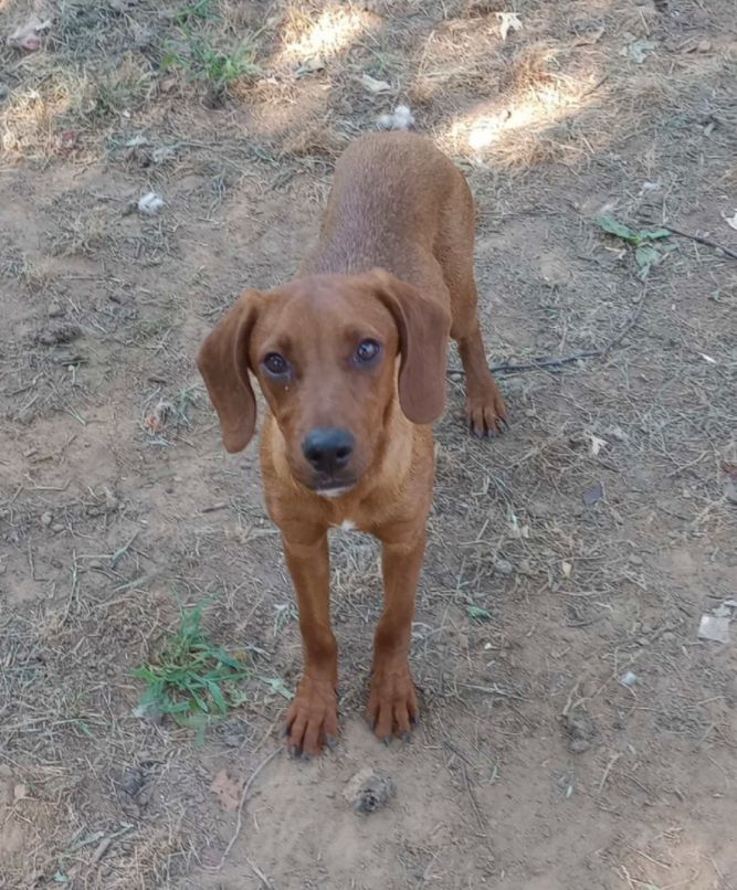 Red sales hound mix