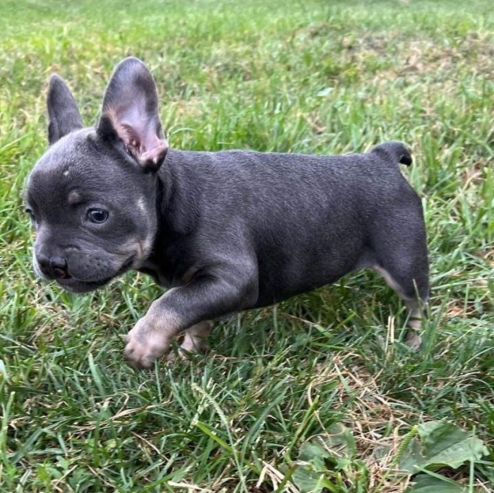 Asher, an adopted French Bulldog in Rochester, NY_image-3