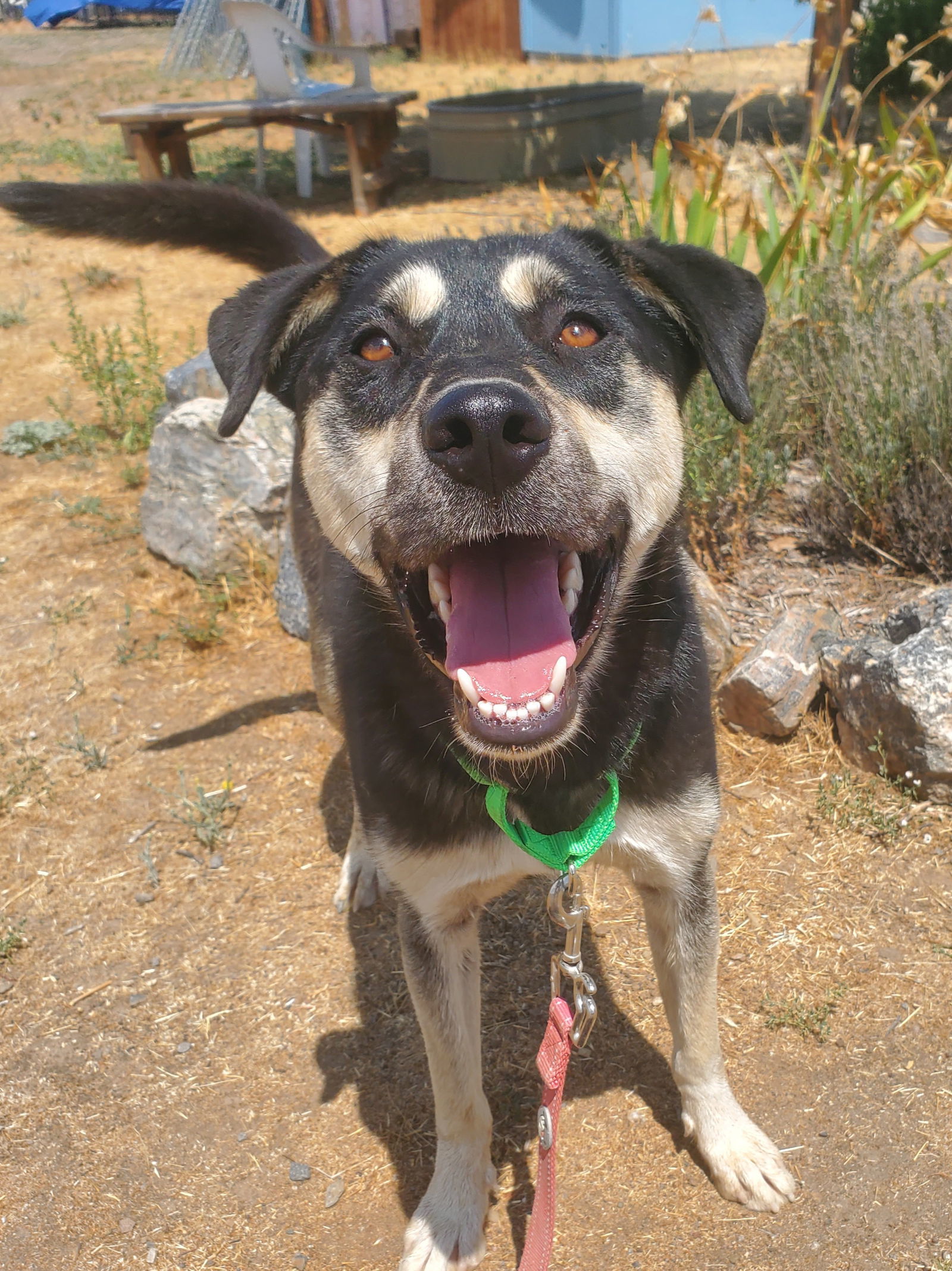 Guppy, an adoptable Husky in Yreka, CA, 96097 | Photo Image 1