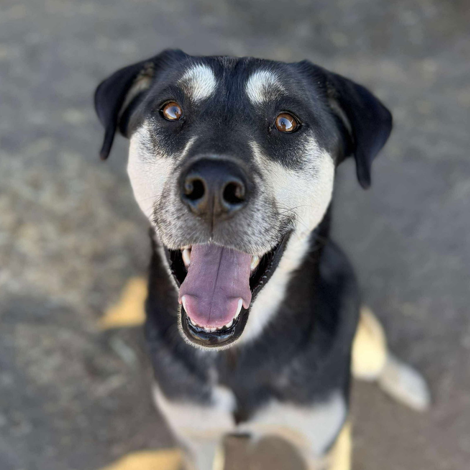 Guppy, an adoptable Husky, Labrador Retriever in Yreka, CA, 96097 | Photo Image 1