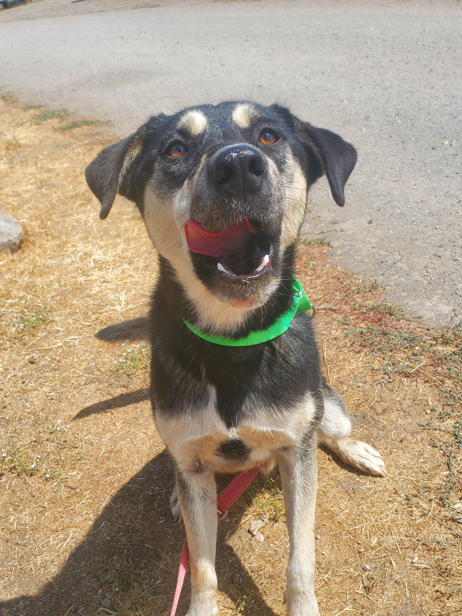 Guppy, an adoptable Husky in Yreka, CA, 96097 | Photo Image 2