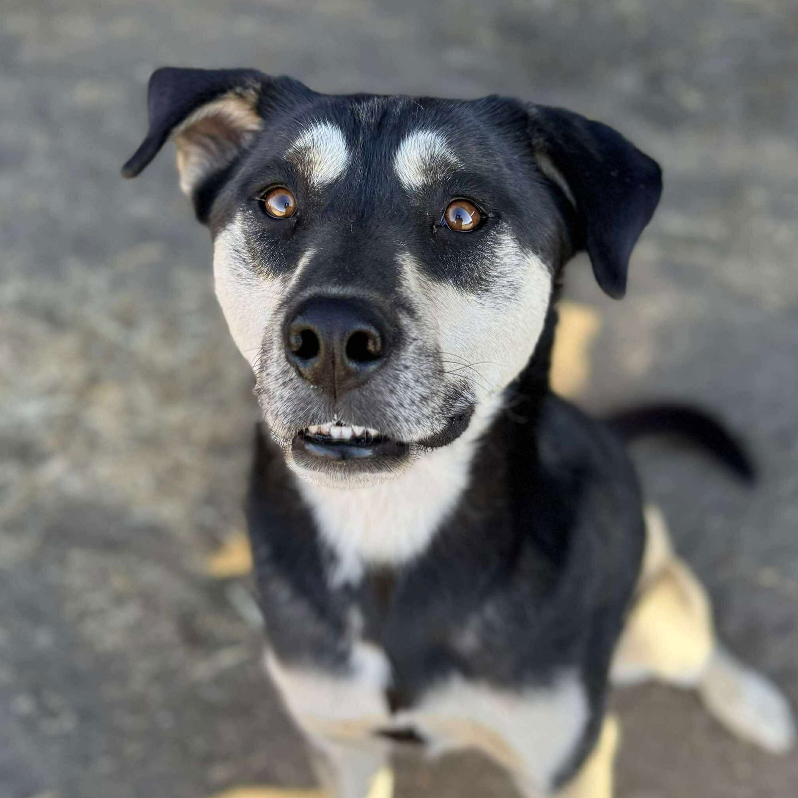Guppy, an adoptable Husky, Labrador Retriever in Yreka, CA, 96097 | Photo Image 2