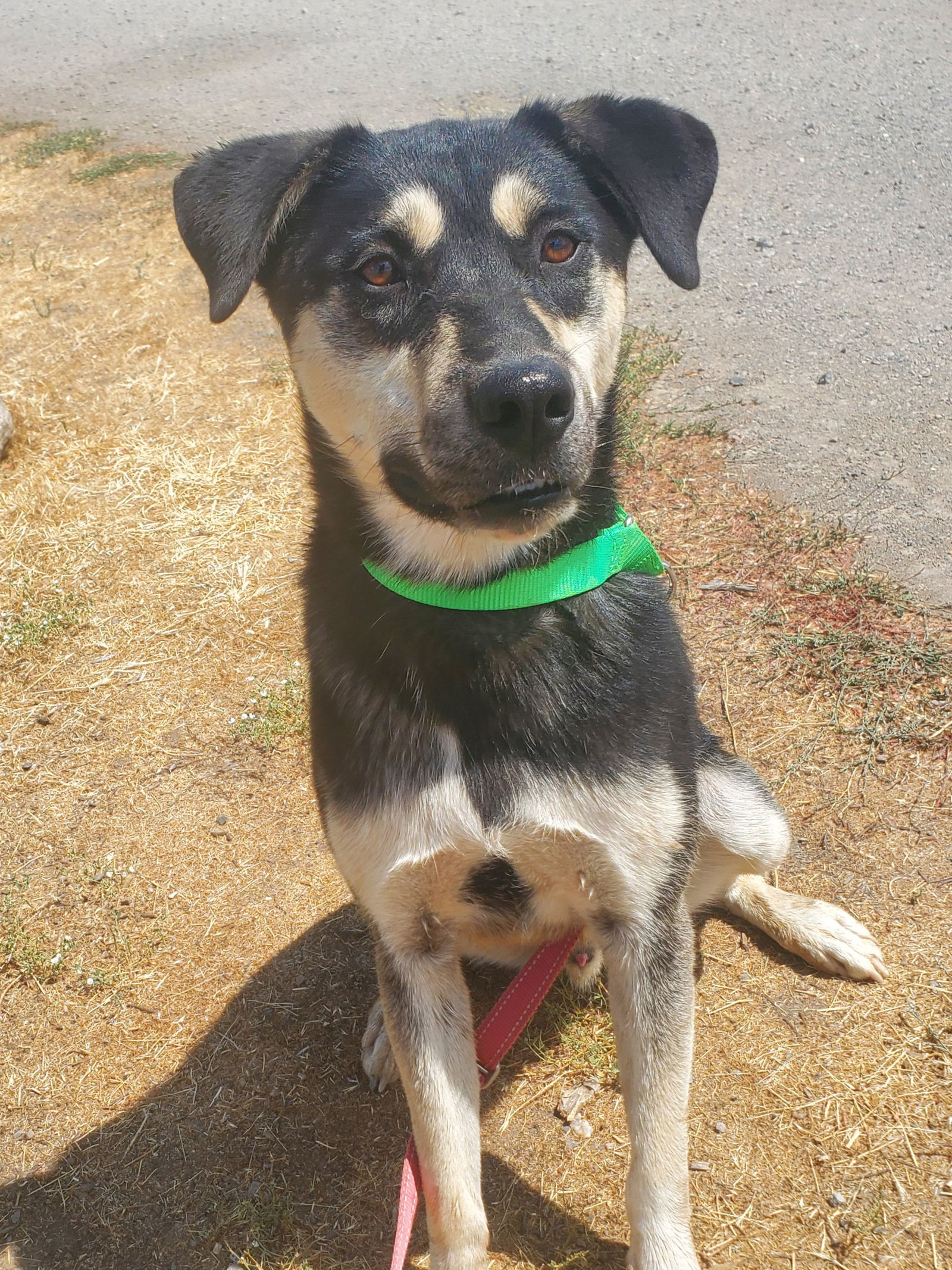 Guppy, an adoptable Husky in Yreka, CA, 96097 | Photo Image 3