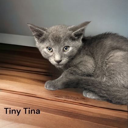 Tiny Tina, an adoptable Domestic Short Hair in Cumberland, MD_image-1