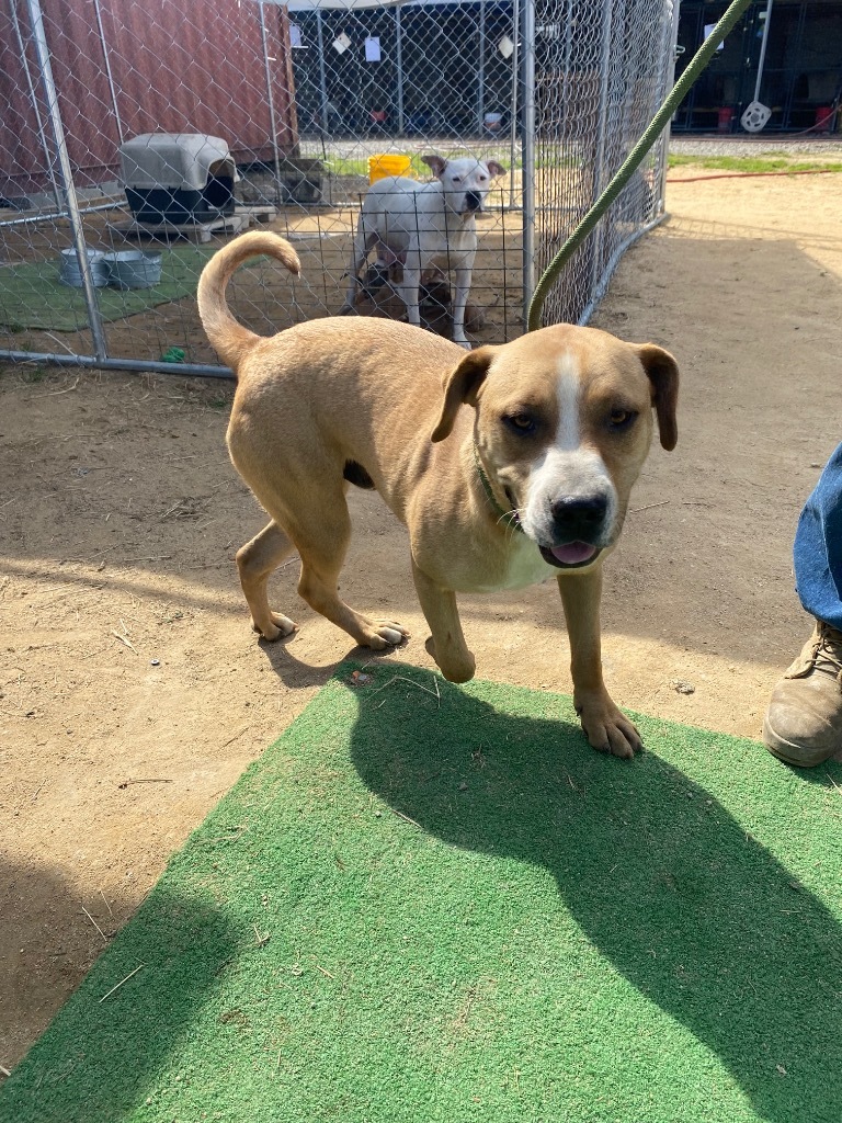 H400, an adoptable Terrier in Mullins, SC, 29574 | Photo Image 1