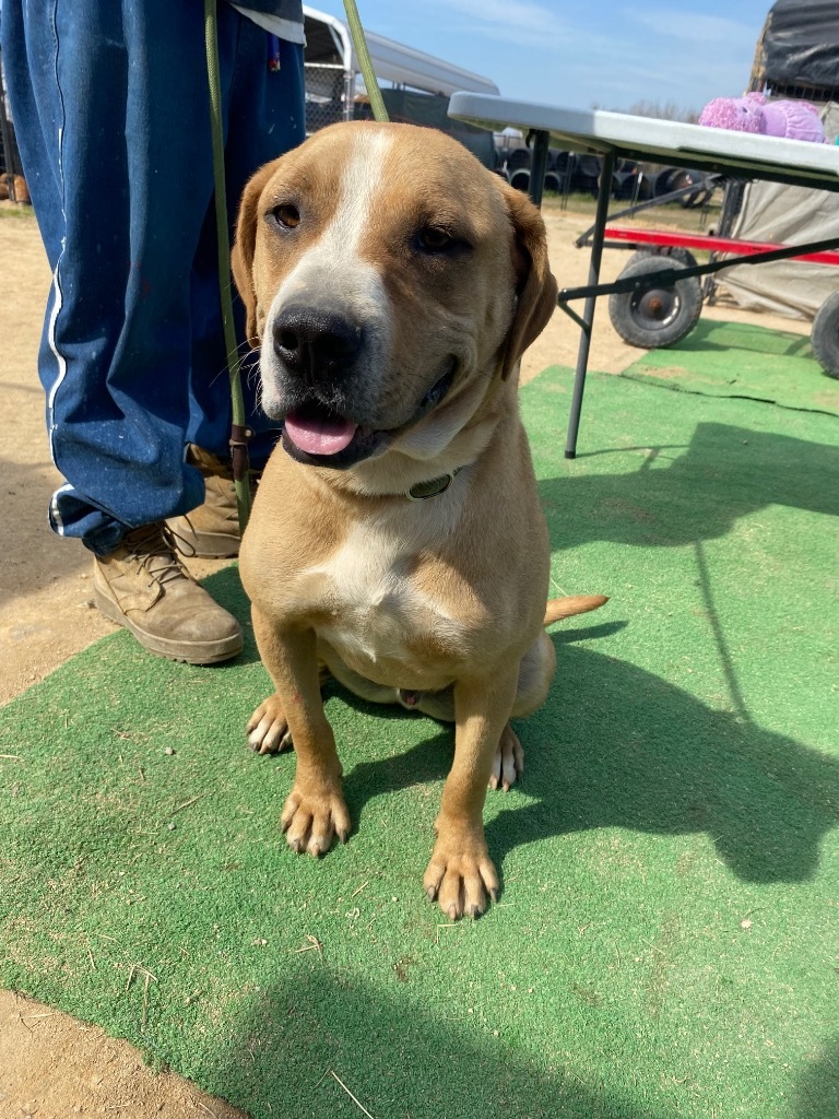 H400, an adoptable Terrier in Mullins, SC, 29574 | Photo Image 2