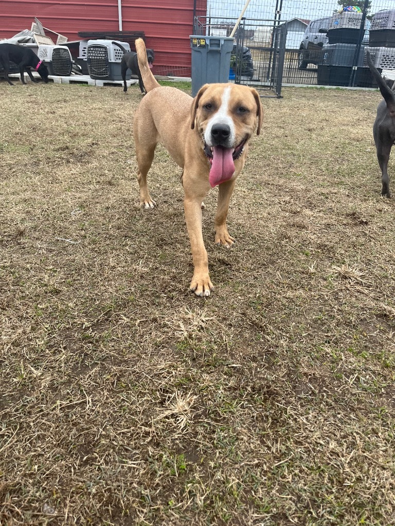 H400, an adoptable Terrier in Mullins, SC, 29574 | Photo Image 4