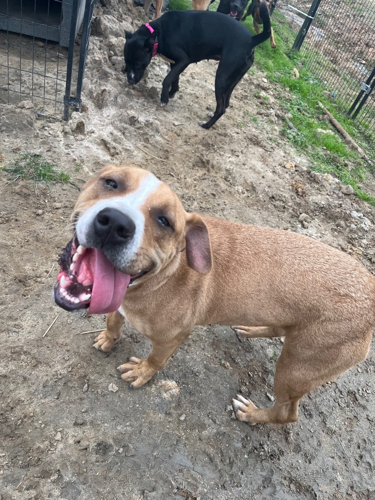 H400, an adoptable Terrier in Mullins, SC, 29574 | Photo Image 6