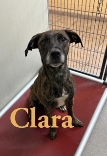Clara 27972, an adoptable Pit Bull Terrier Mix in Joplin, MO_image-1