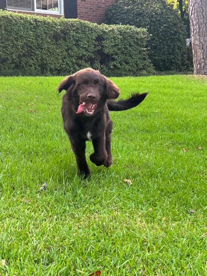 Cooper 3