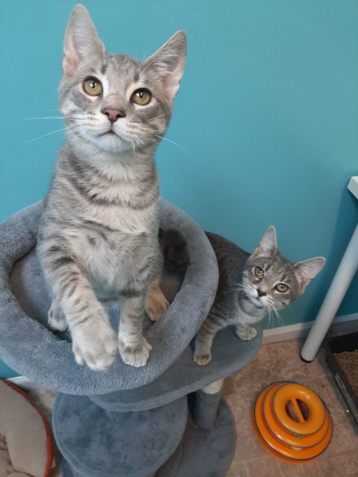 Minnie (left girl) & Mickey (right boy), an adoptable Domestic Short Hair Mix in Monroe, NC_image-2