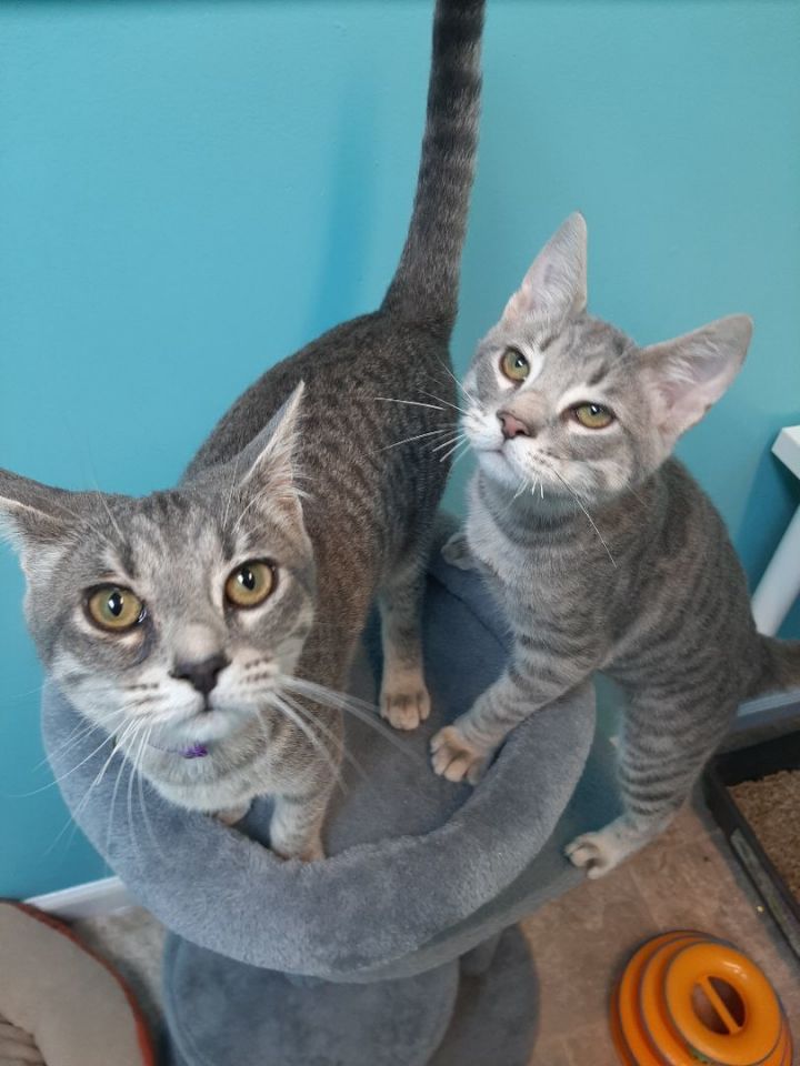 Minnie (left girl) & Mickey (right boy), an adoptable Domestic Short Hair Mix in Monroe, NC_image-1