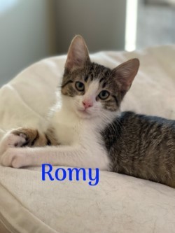 Romy, an adoptable Tabby in Manhattan, IL_image-1